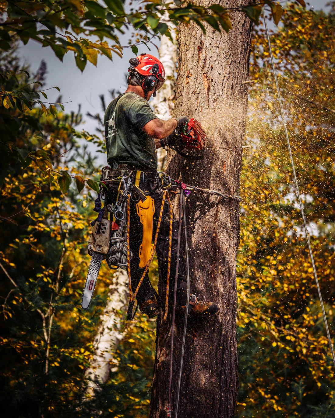 Grimpeur en cours de coupe dans un grand arbre, harnaché sur cordes.