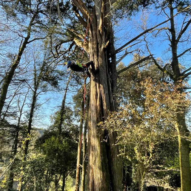 Sécurisation d'un grand sujet avant intervention, ancrage en tête d'arbre.