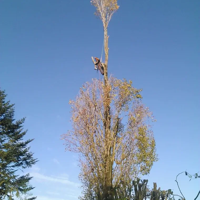 Démontage d'un peuplier, tête d'arbre travaillée au sécateur perché.