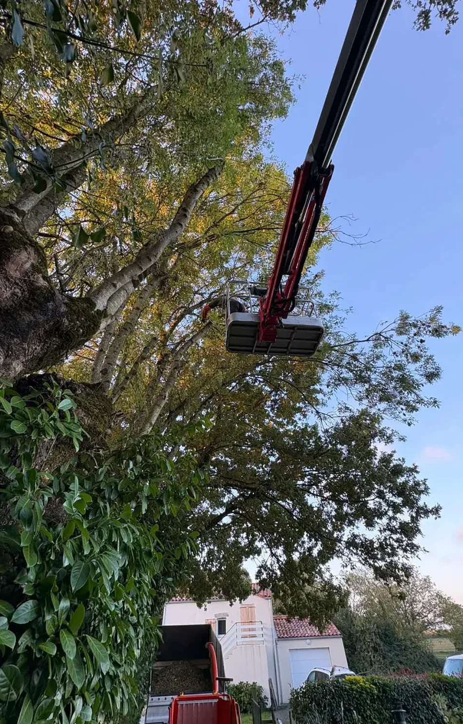 Taille en nacelle au-dessus d'un jardin, broyat évacué au fur et à mesure.