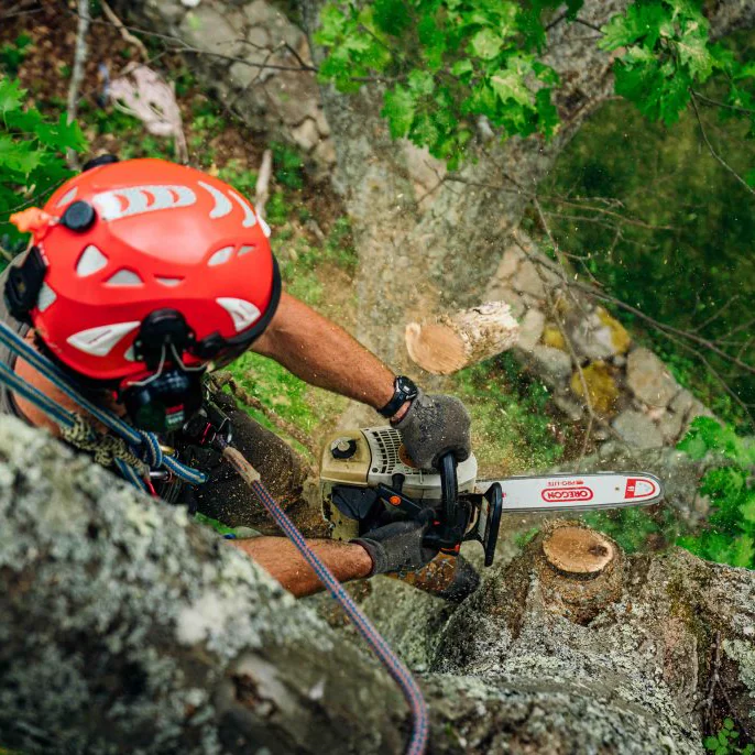 Tronçonnage en hauteur, coupe nette sous corde de rétention.
